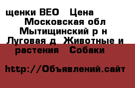 щенки ВЕО › Цена ­ 16 000 - Московская обл., Мытищинский р-н, Луговая д. Животные и растения » Собаки   